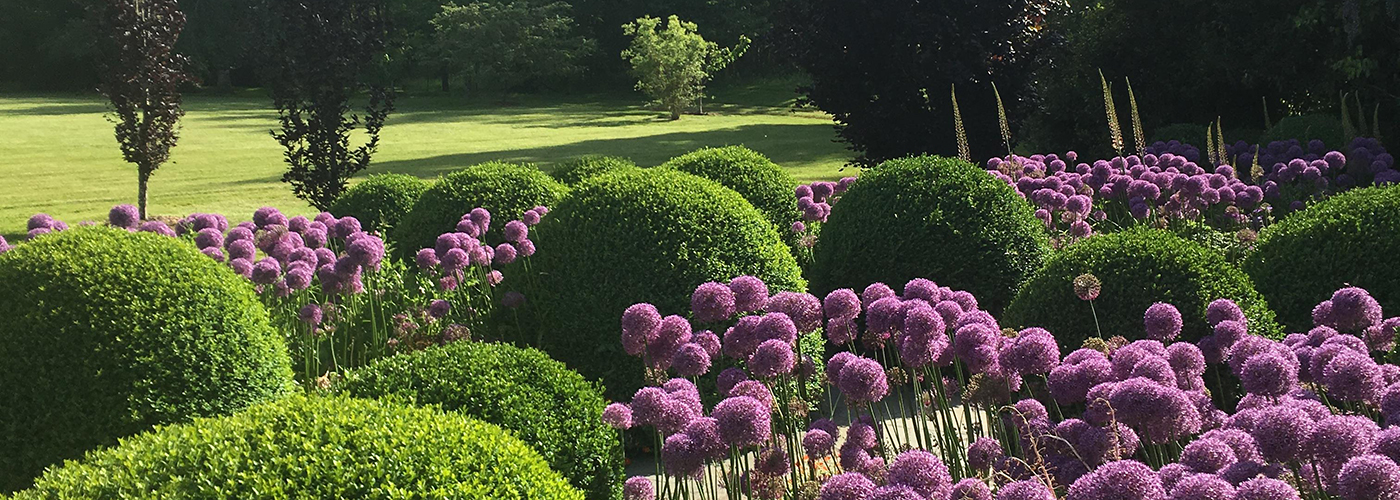 Alliums in a Vashon Island garden