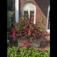 Cordyline and annuals in a summer trough planting